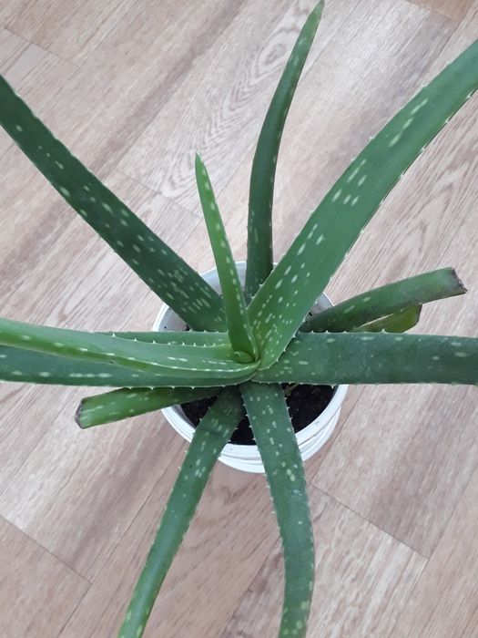 Продам Алоэ Вера