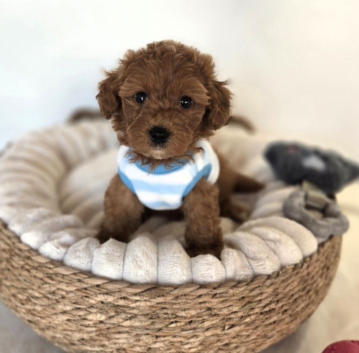 Пудел той Poodle toy /Maltipoo Малтипу