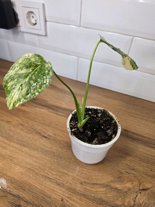 Монстера Альба (Monstera albo-variegata)