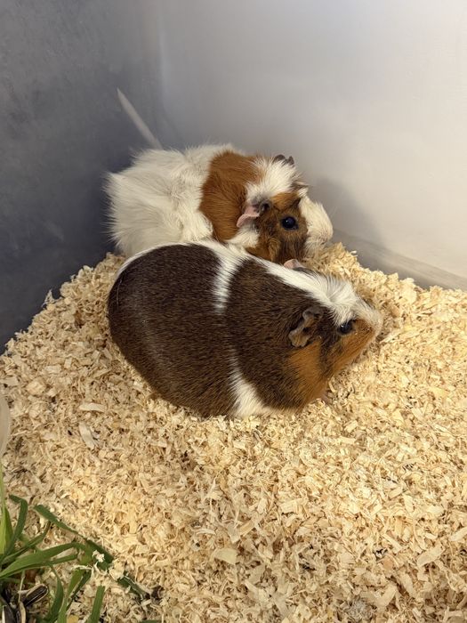 Vand pereche de porcusoi de Guineea