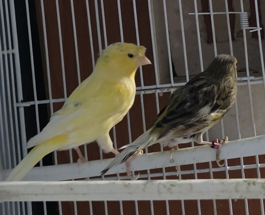 Vând canari timbrado