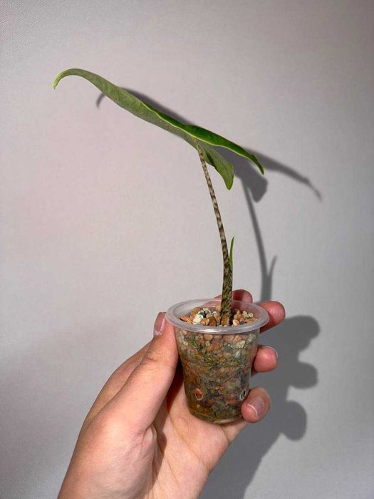 Алоказия ретикуллата