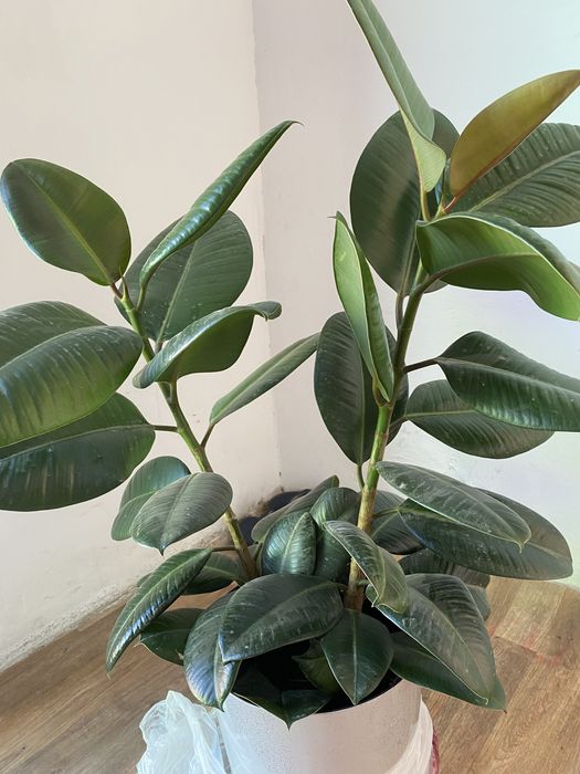 Фикус каучуконосный  Робуста