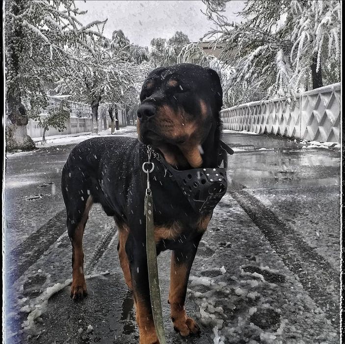 Ротвейлер для вязки