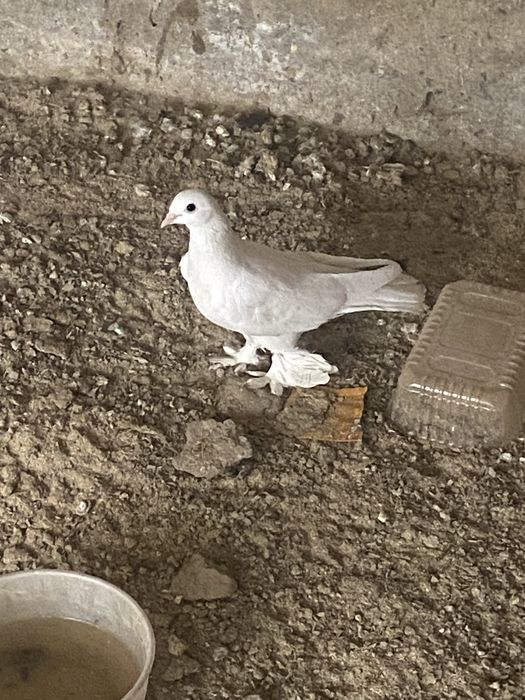 Продается бакинский взрослые