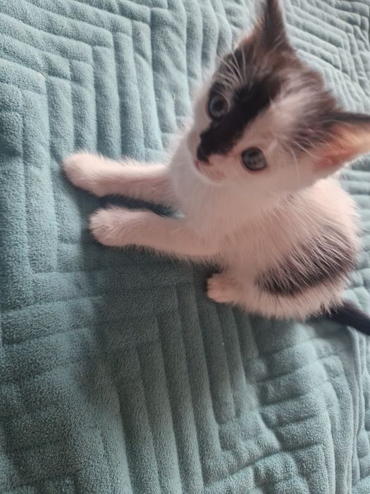 Отдам котят в добрые руки)