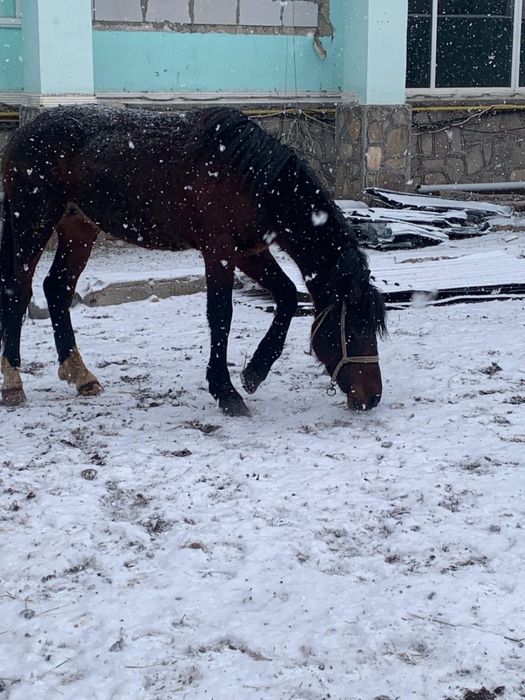 Жеребец в косяк, обученный