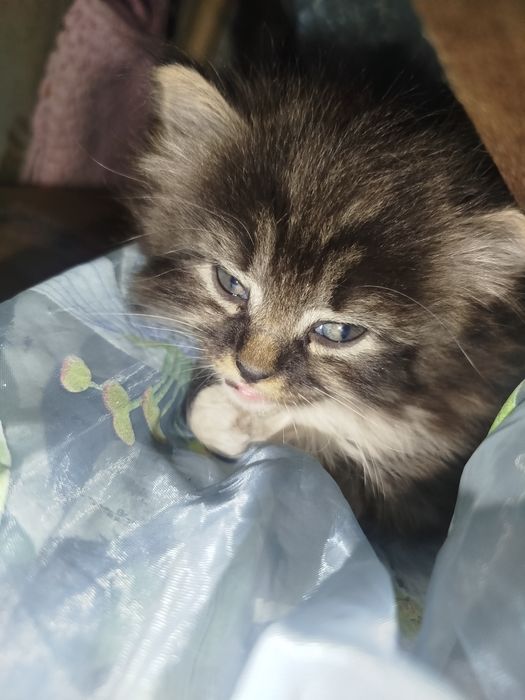 Продаю котят японских.