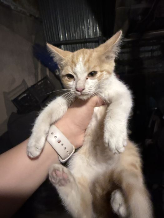 котенок бесплатно