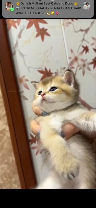 Продается золотой, бриллиантовый, шиншилла