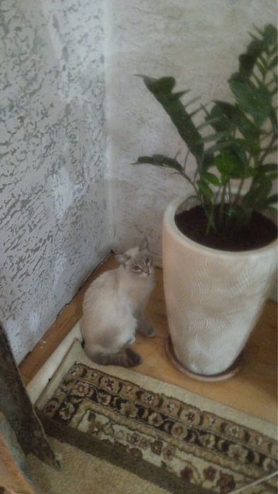 Кошка балинез даром