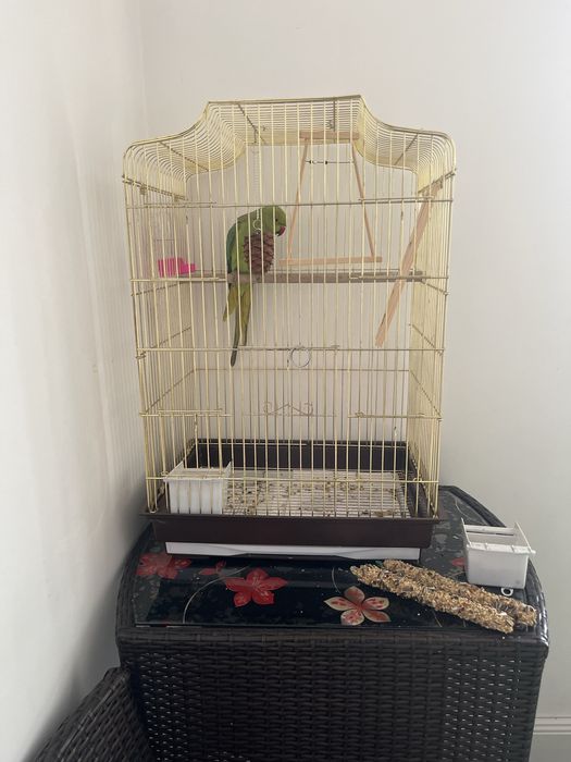 Ожерелевый попугай не ручной 6 месяцев