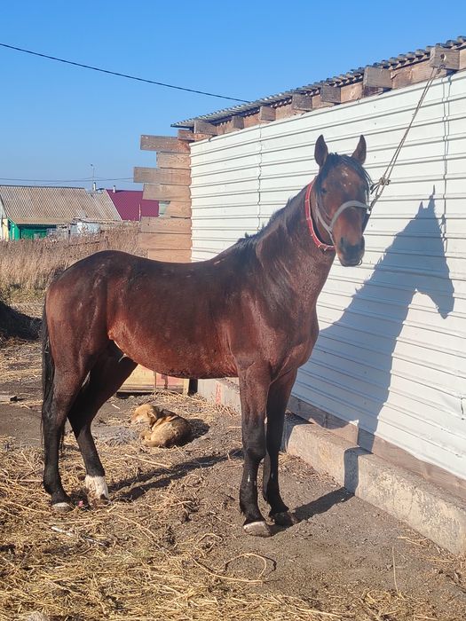 Продам жеребца 5лет полукрове