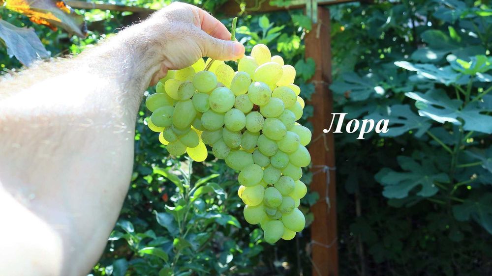 Вкоренени лози. Руски, Украински и Американски сортове.