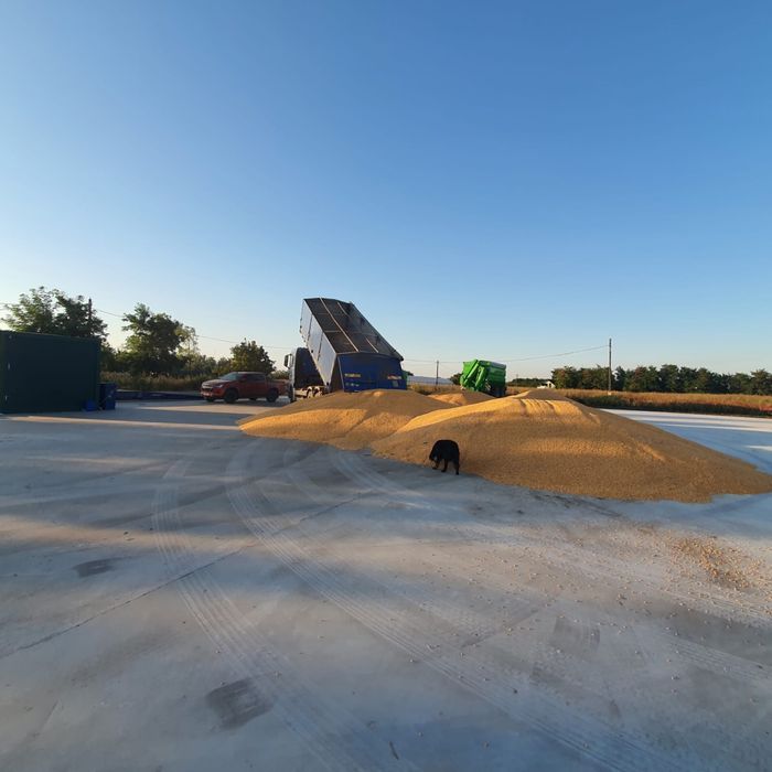 Porumb rosu irigat um 15