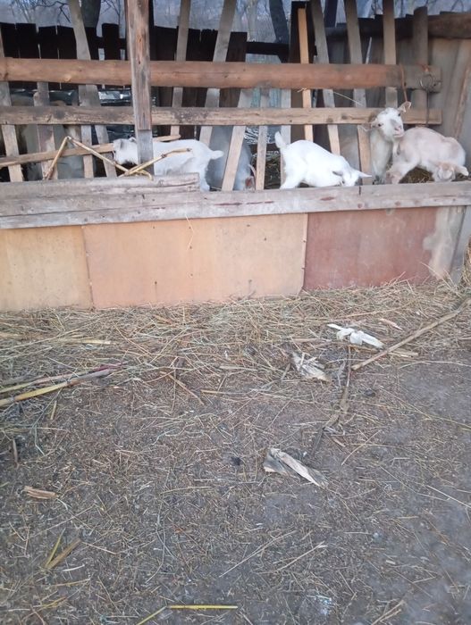 Vând 6 capre a făta