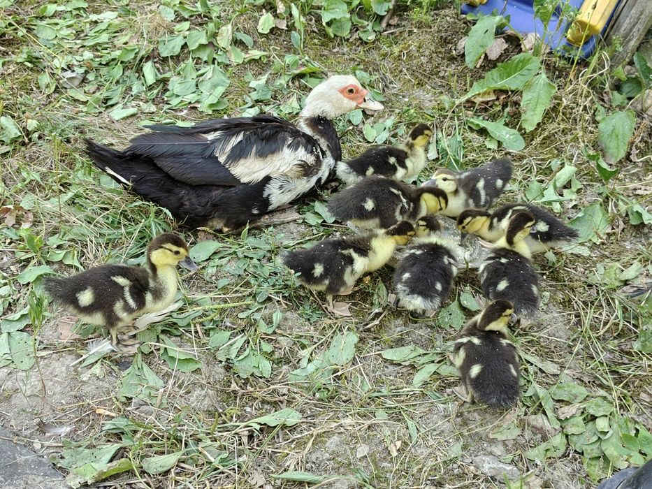 De vânzare boboci de rață mută – sănătoși și crescuți natural!