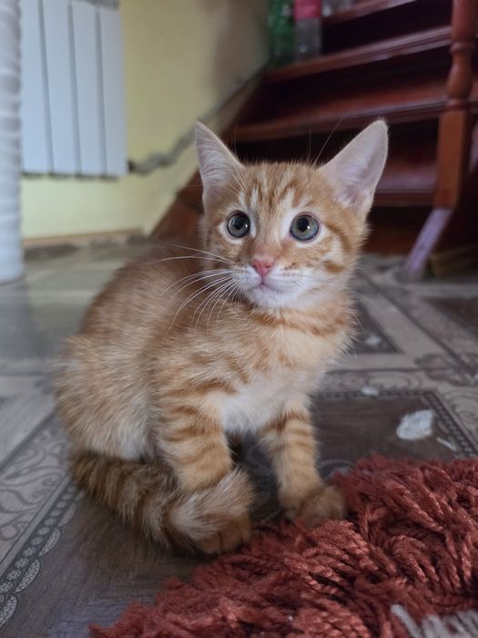 Котята домашние в добрые любящие руки