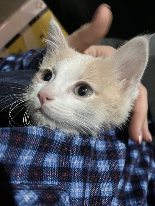 Отдам мальчишку котенка