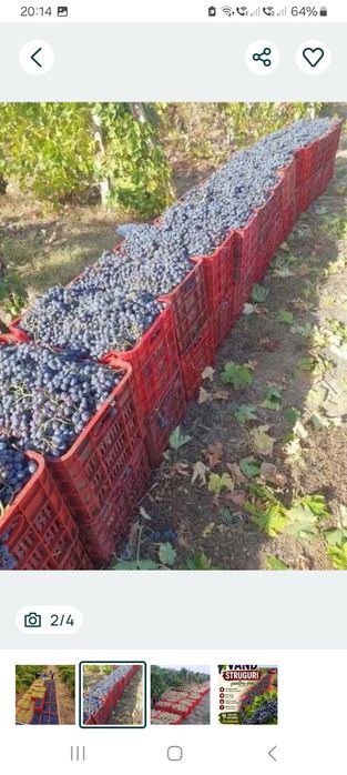Struguri de vin direct de la Vrancea de la țărani