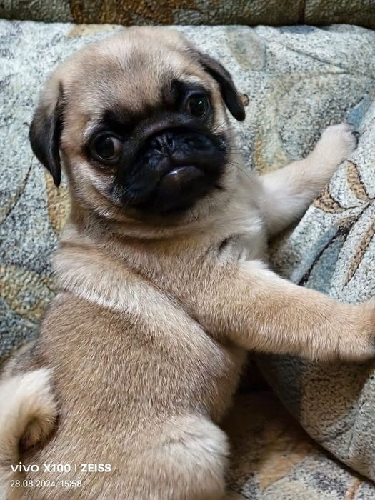 Продам щенков Мопса.