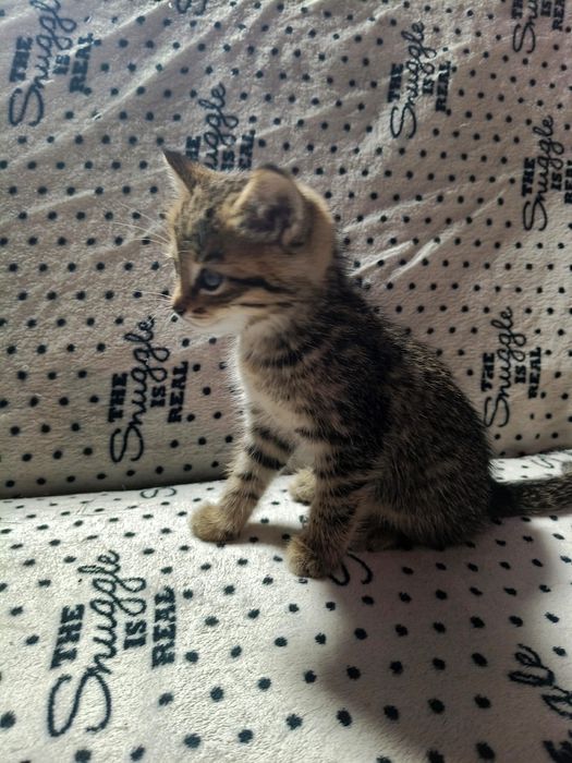 Котята. Найденыши ищут дом