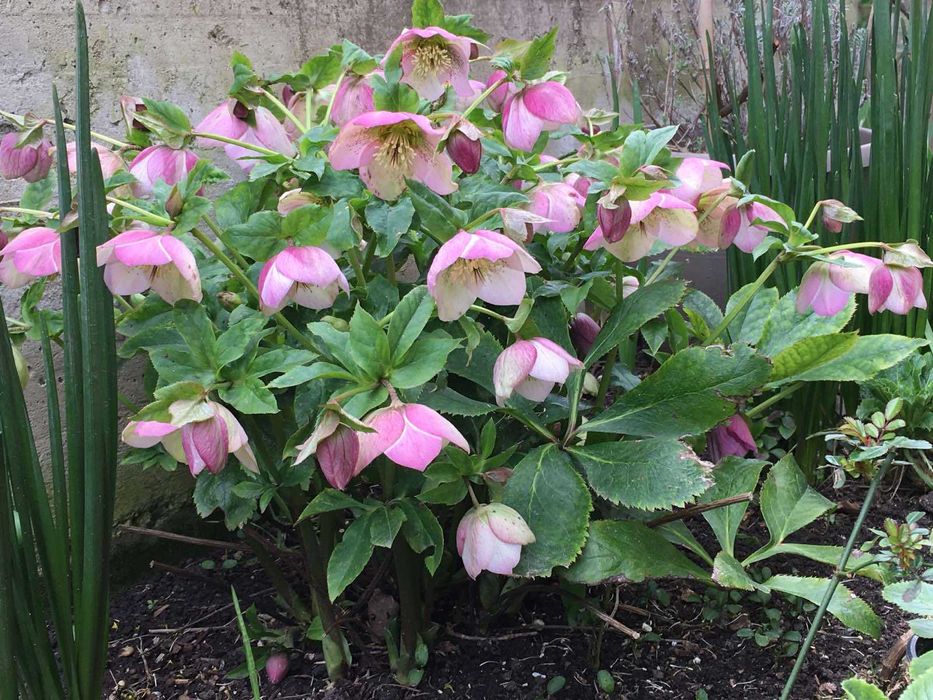 Луковици и грудки на цветя