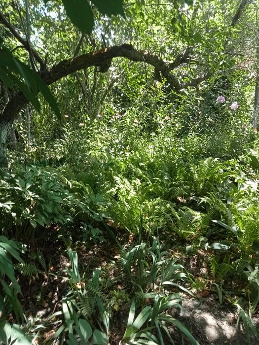 Продам дачу" Жемчужина"