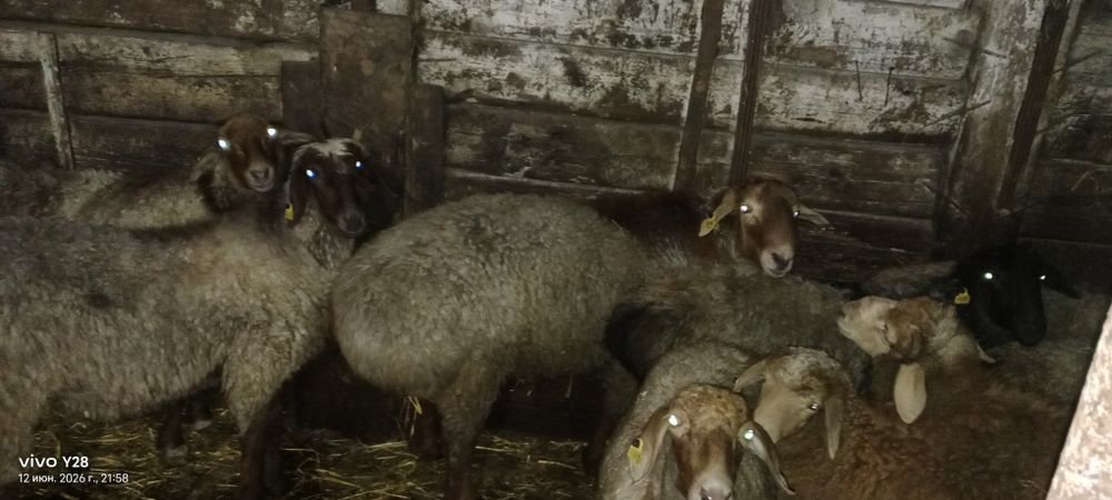 Продам или обмен Баран на племя