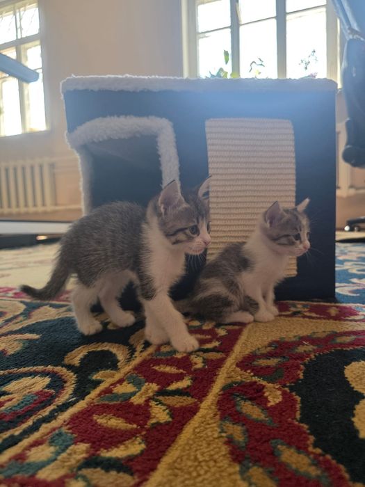 г.Ургенч.Котята 1 месяц 10 дней бесплатно в добрые руки.