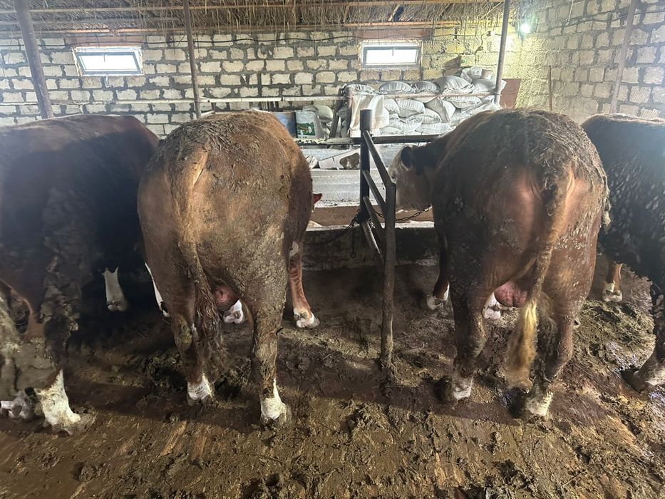 Бұқалар сатылады ақ бас