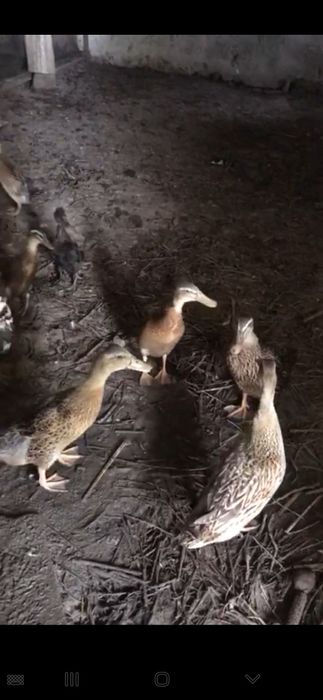 Indiski begunok sotiladi