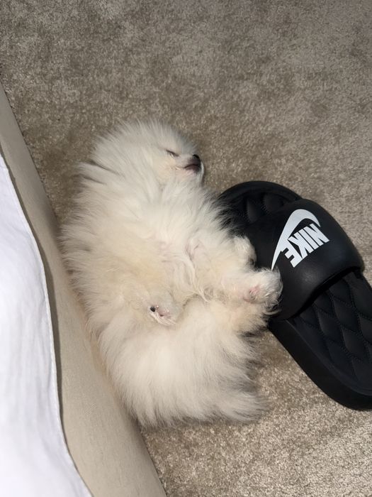 Четырехмесячный щенок