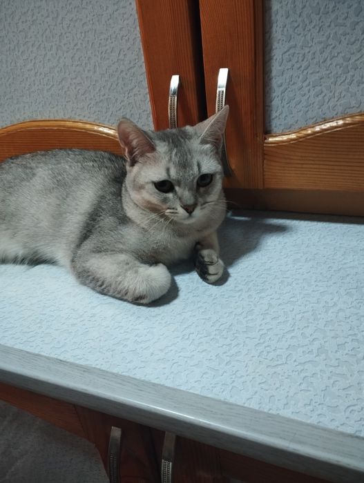 Mushuk siklarga tola