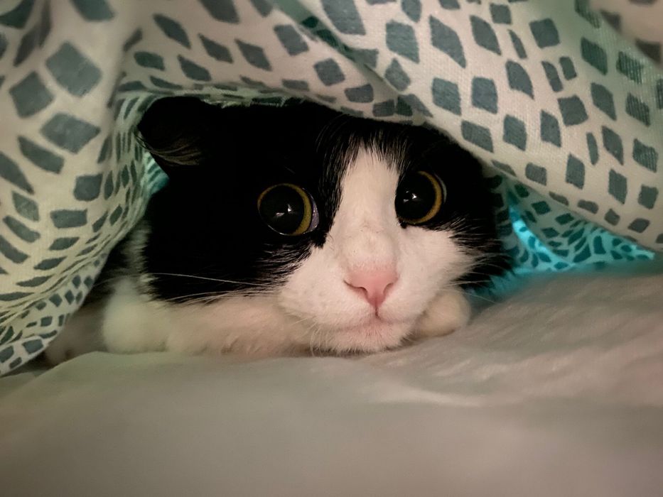 Отдам кошку в добрые руки