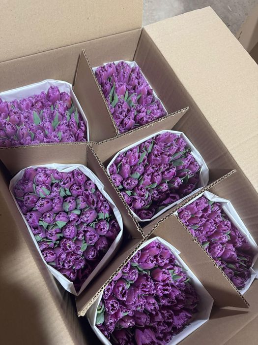 Тюльпаны ОПТОМ |8 марта |от 360