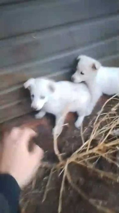 Подкинули щенков. Нужен дом!