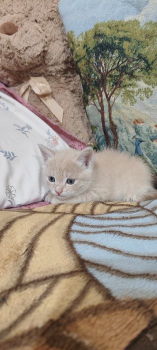 Продаю двух весёлых котят