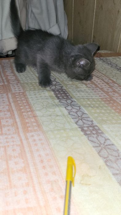 Котята в добрые ответственные руки