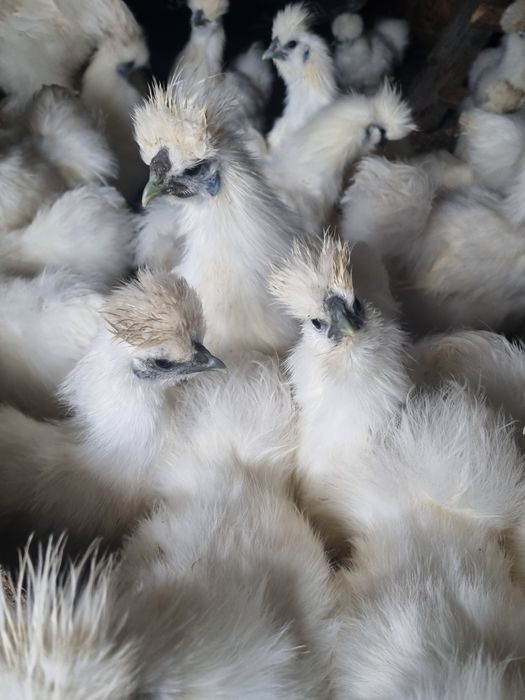 De vanzare 14 Cocosi Matase japoneza