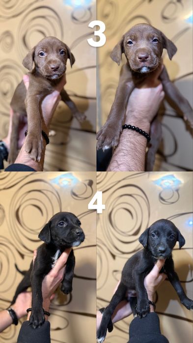 Питбуль чистокровный