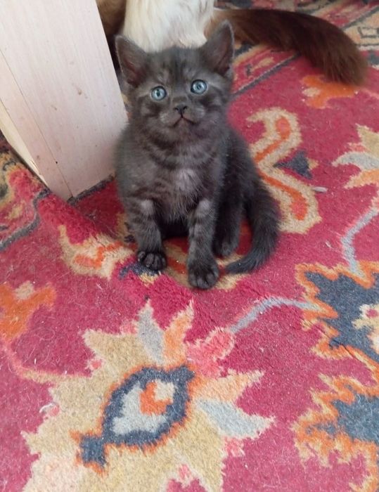 Отдам котят срочно