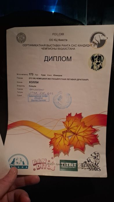 В продаже Дратхаар сука