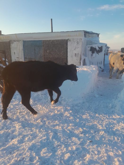 Продам перво телку