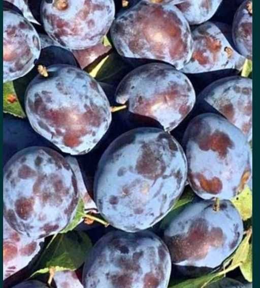 Vanzare prune pentru tuica