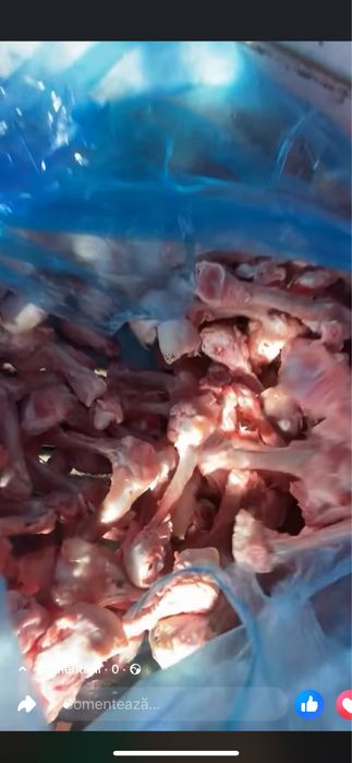 Oase pentru caini !!