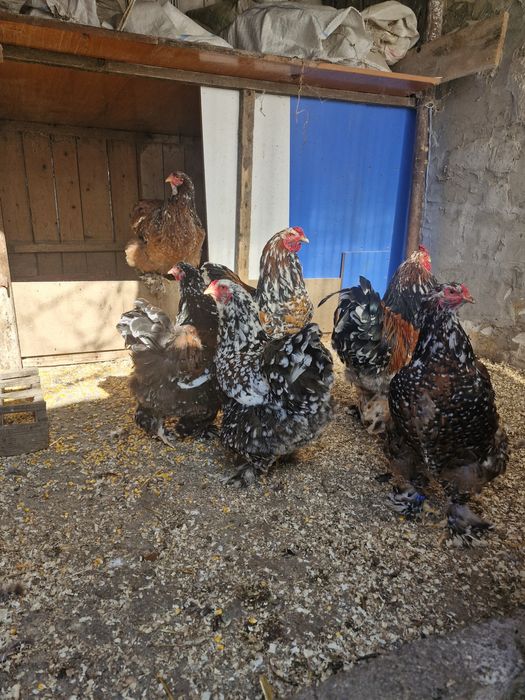 Păsări de rasă brahma portelan și gold (rosu-negru)