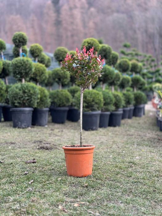 Plante Naturale pentru Casa si Curte