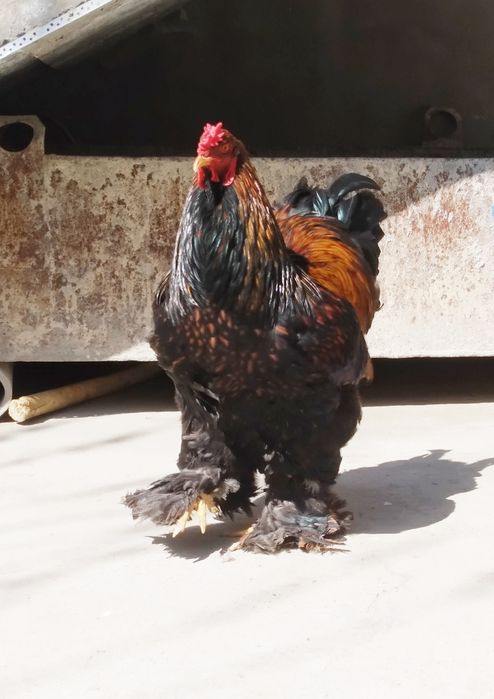 Brama Zolota tuxm jojalari