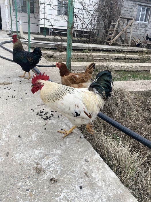 Қораз шымкент Петух